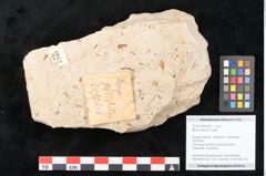 Foto (Objekt + Etikett) von Myrica lignitum Unger (NHMW-GEO-2024-0188-4042)